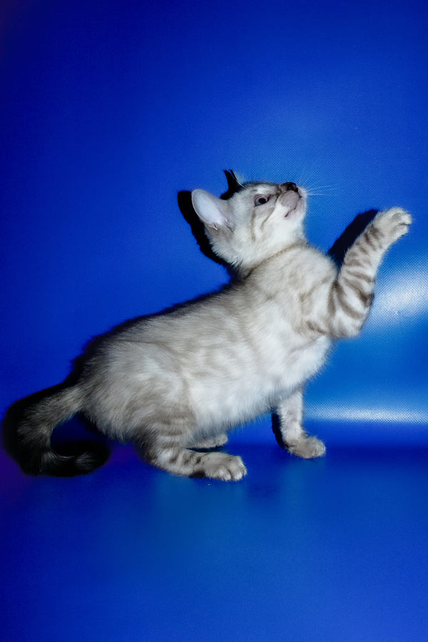 Irika | Bengal Kitten