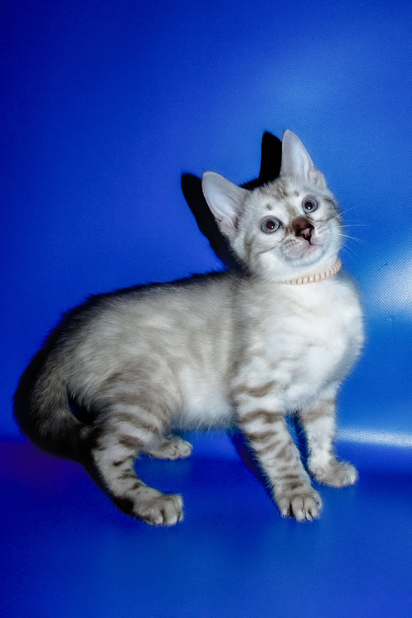 Irika | Bengal Kitten