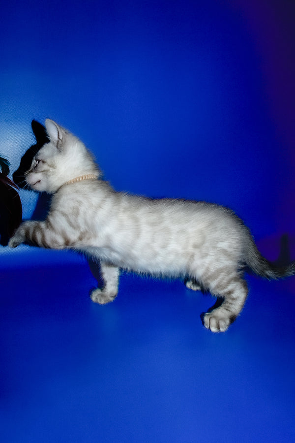 Irika | Bengal Kitten