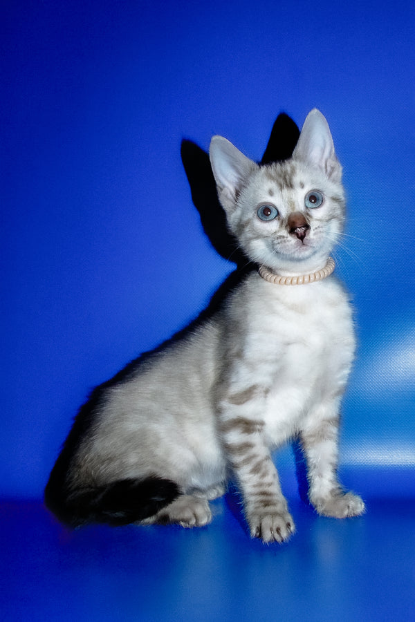 Irika | Bengal Kitten