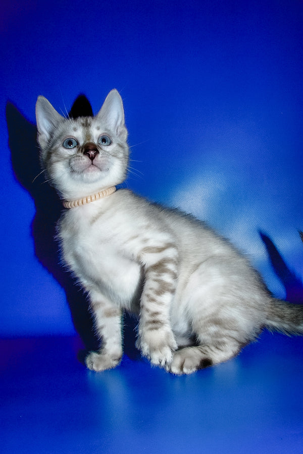 Irika | Bengal Kitten