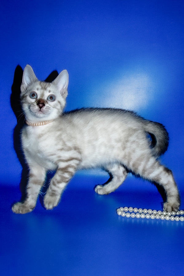Irika | Bengal Kitten