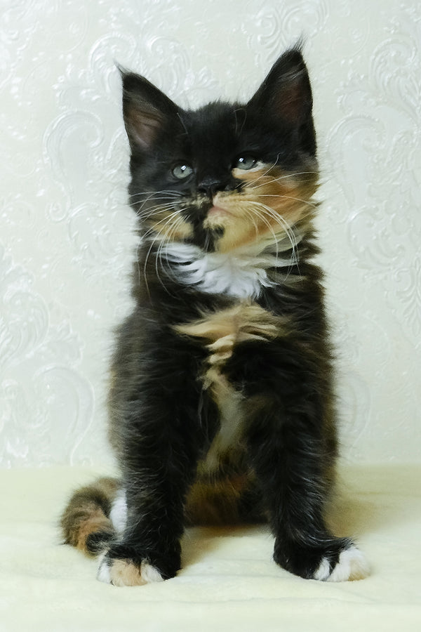 Irisha | Maine Coon Kitten