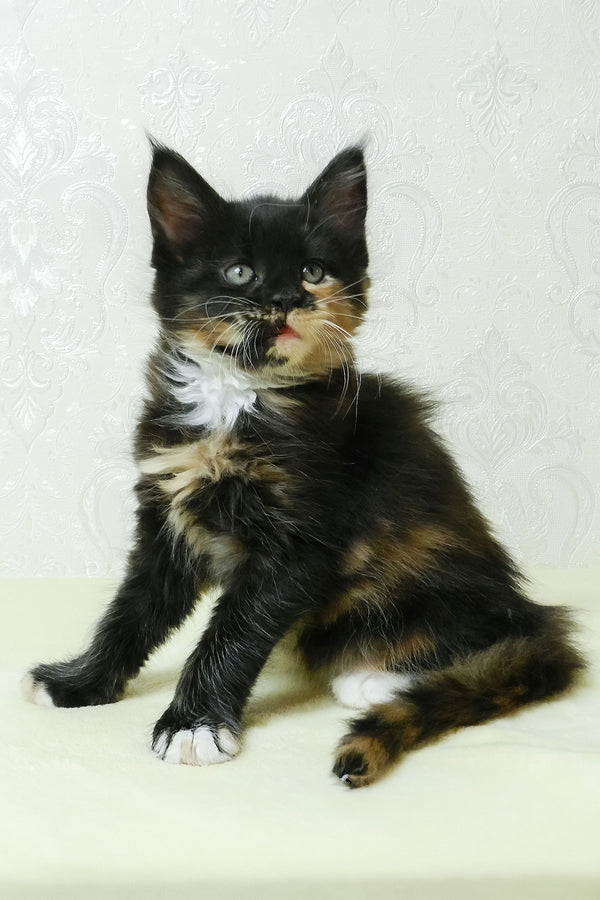 Irisha | Maine Coon Kitten