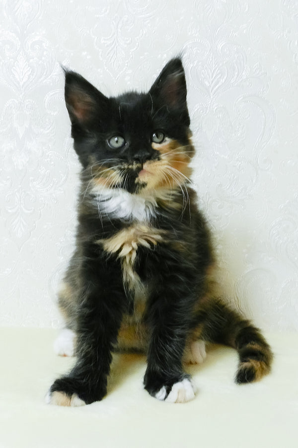 Irisha | Maine Coon Kitten