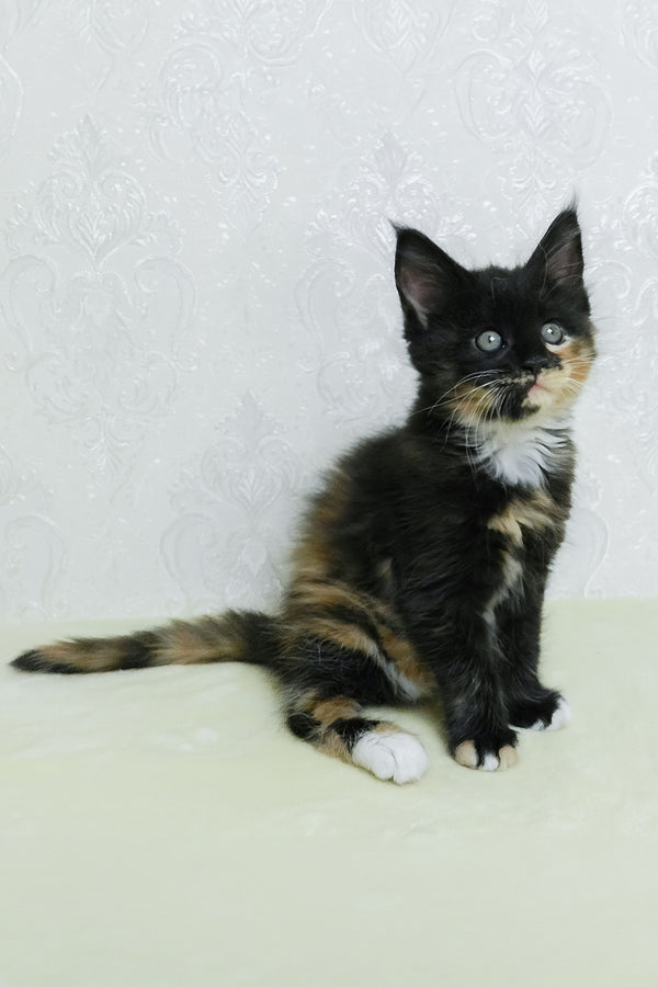 Irisha | Maine Coon Kitten