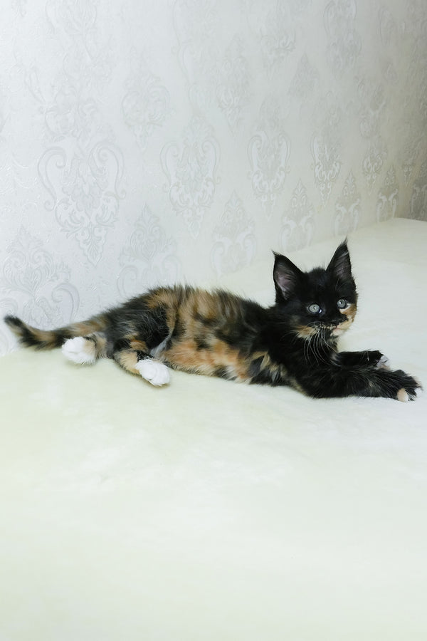 Irisha | Maine Coon Kitten