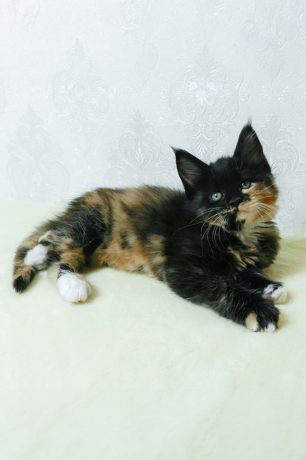 Irisha | Maine Coon Kitten