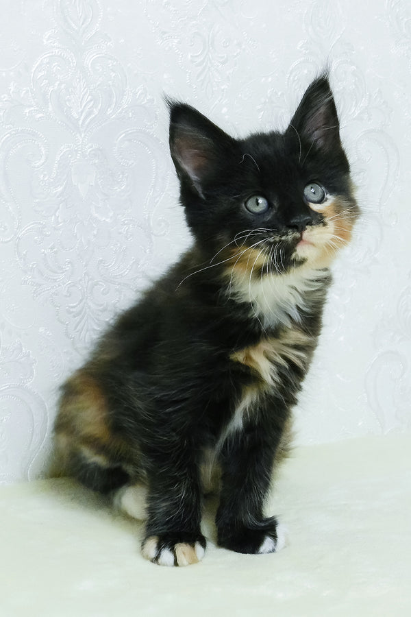 Irisha | Maine Coon Kitten