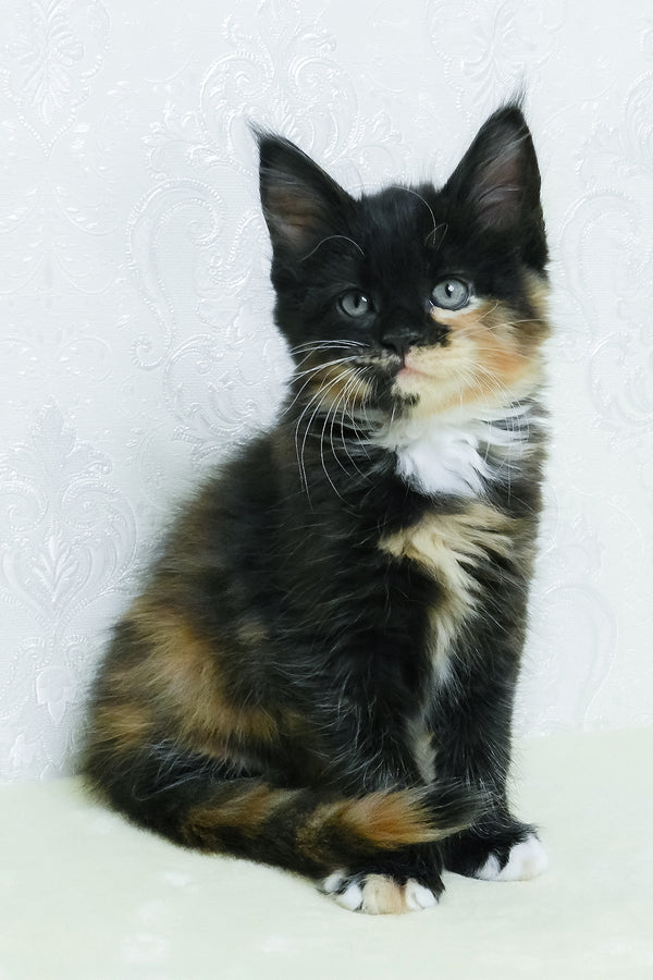 Irisha | Maine Coon Kitten