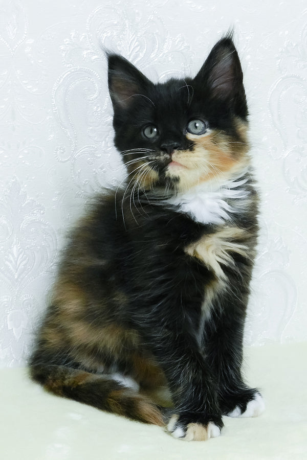 Irisha | Maine Coon Kitten