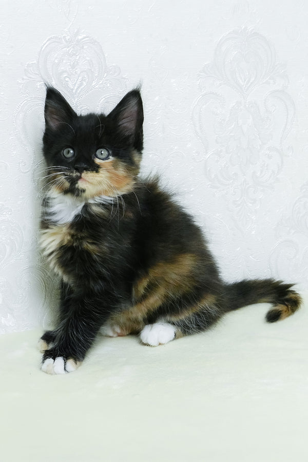 Irisha | Maine Coon Kitten