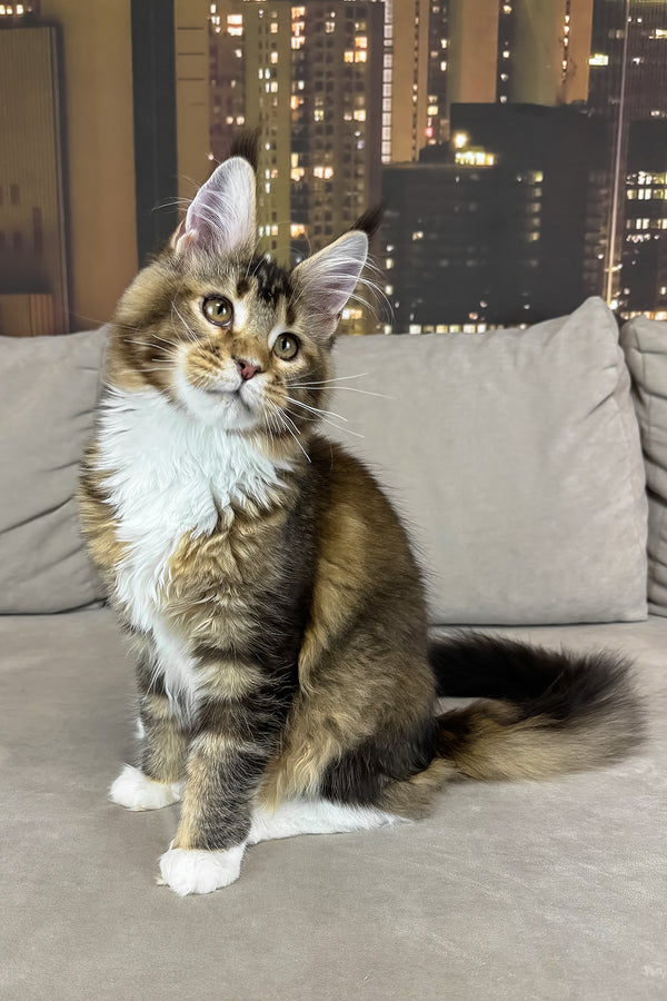 Iris | Maine Coon Kitten