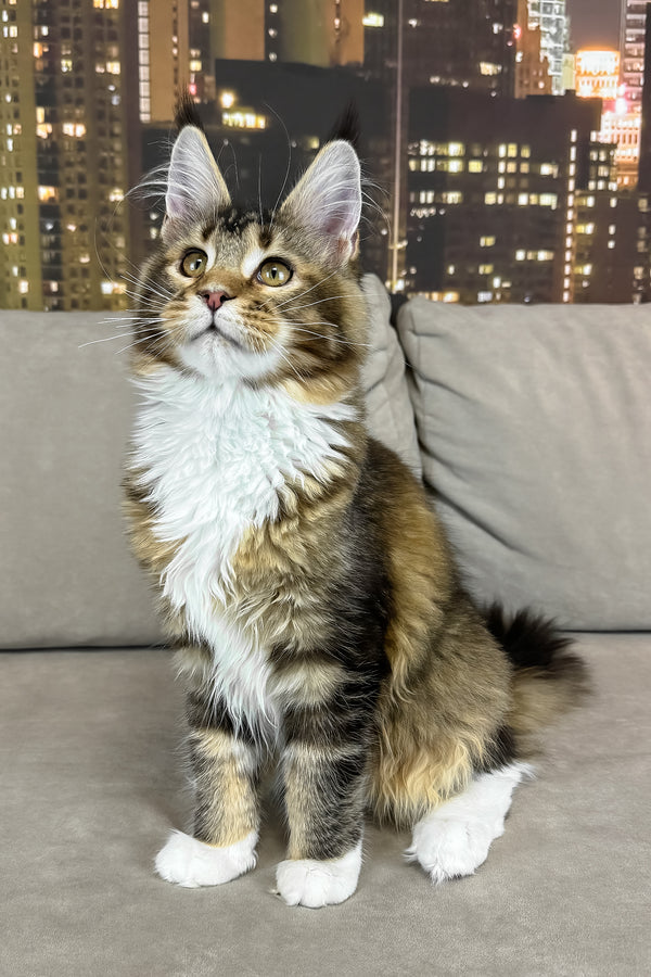 Iris | Maine Coon Kitten
