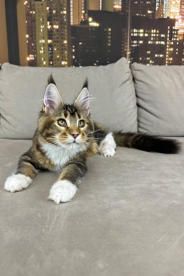 Iris | Maine Coon Kitten
