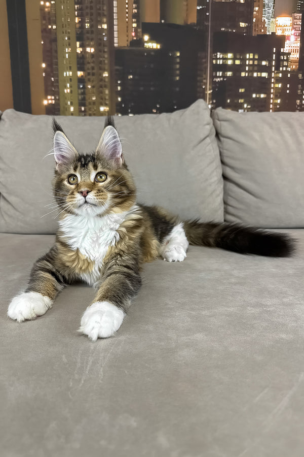 Iris | Maine Coon Kitten