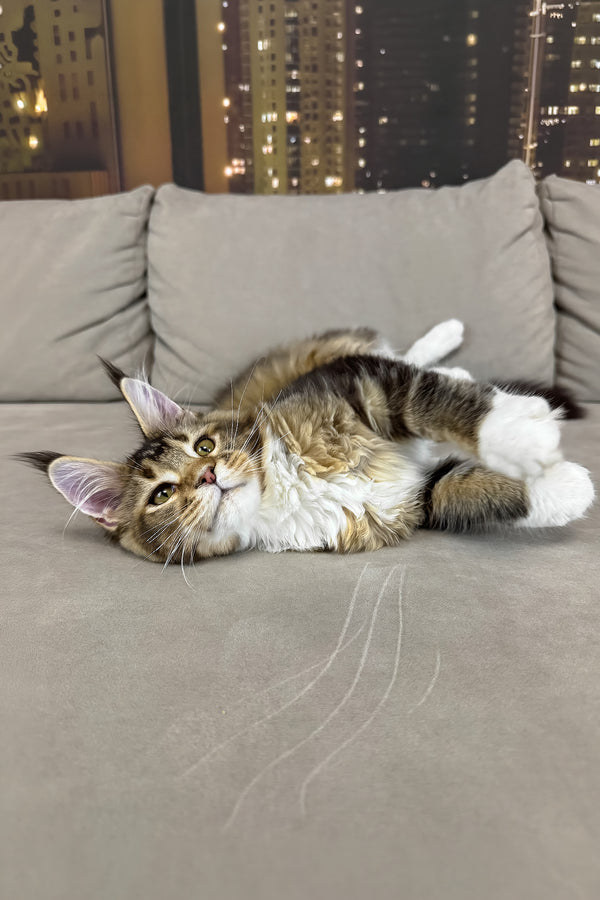 Iris | Maine Coon Kitten