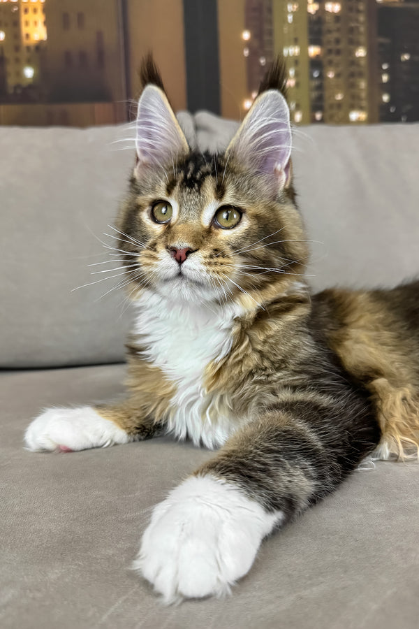 Iris | Maine Coon Kitten