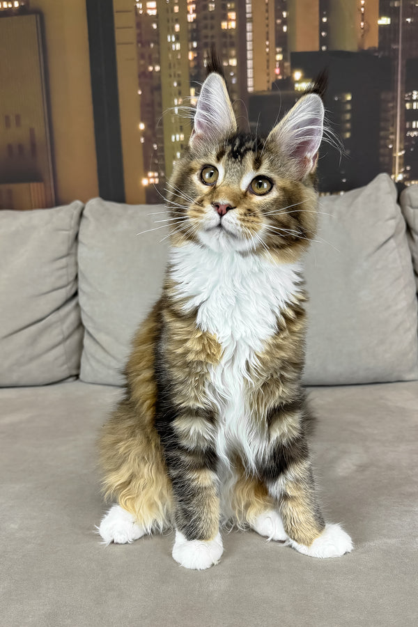 Iris | Maine Coon Kitten