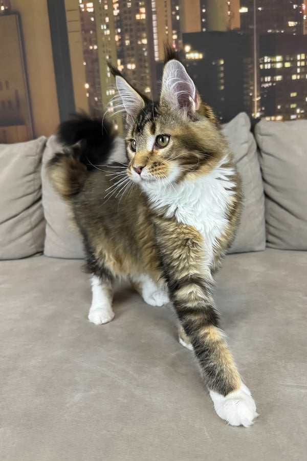 Iris | Maine Coon Kitten