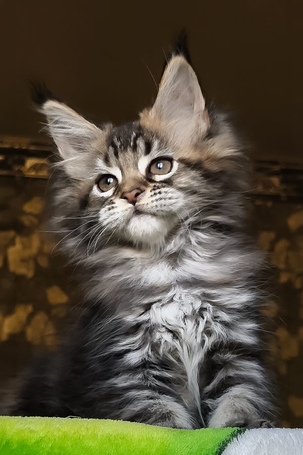 Iriska | Maine Coon Kitten