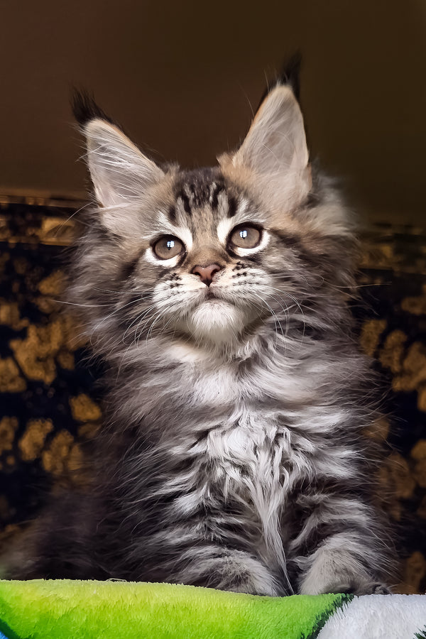 Iriska | Maine Coon Kitten