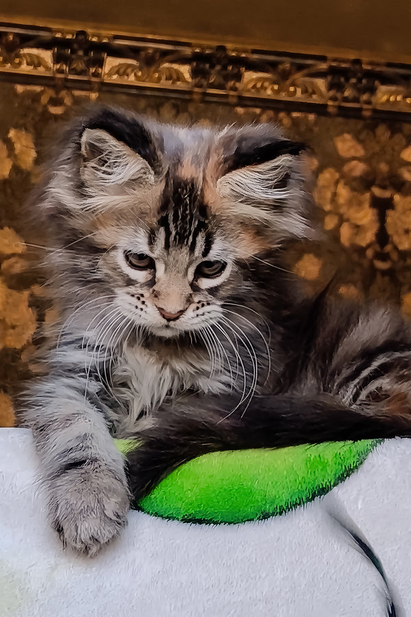 Iriska | Maine Coon Kitten