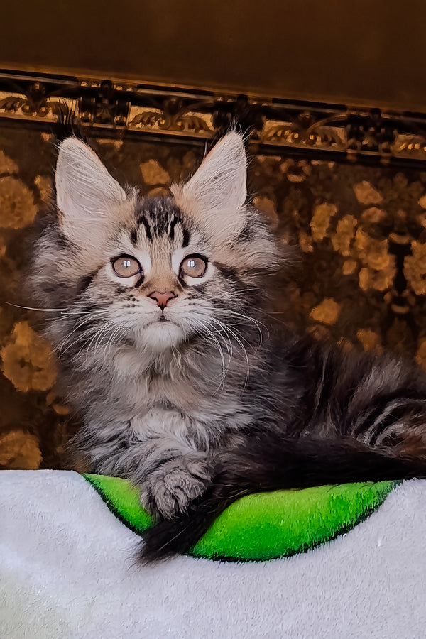 Iriska | Maine Coon Kitten