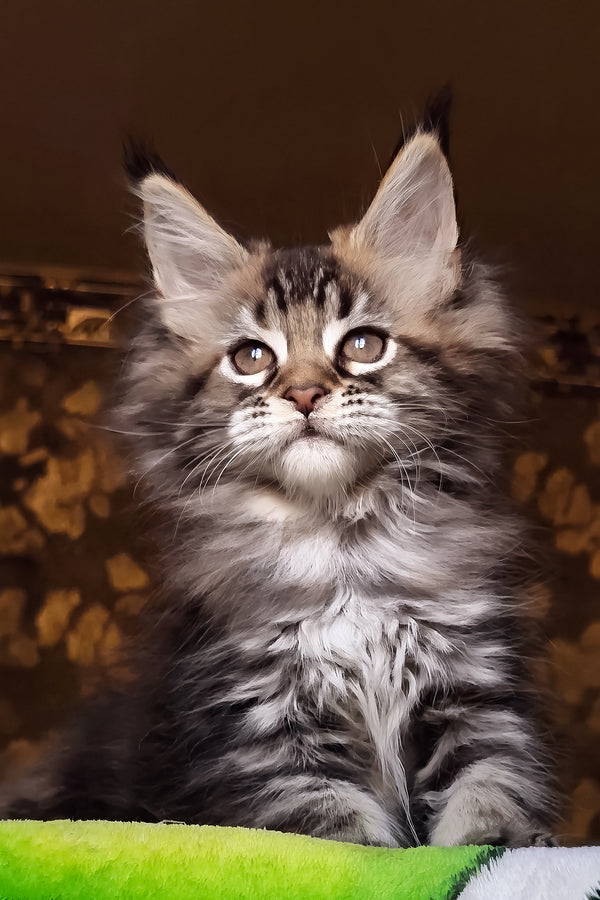Iriska | Maine Coon Kitten