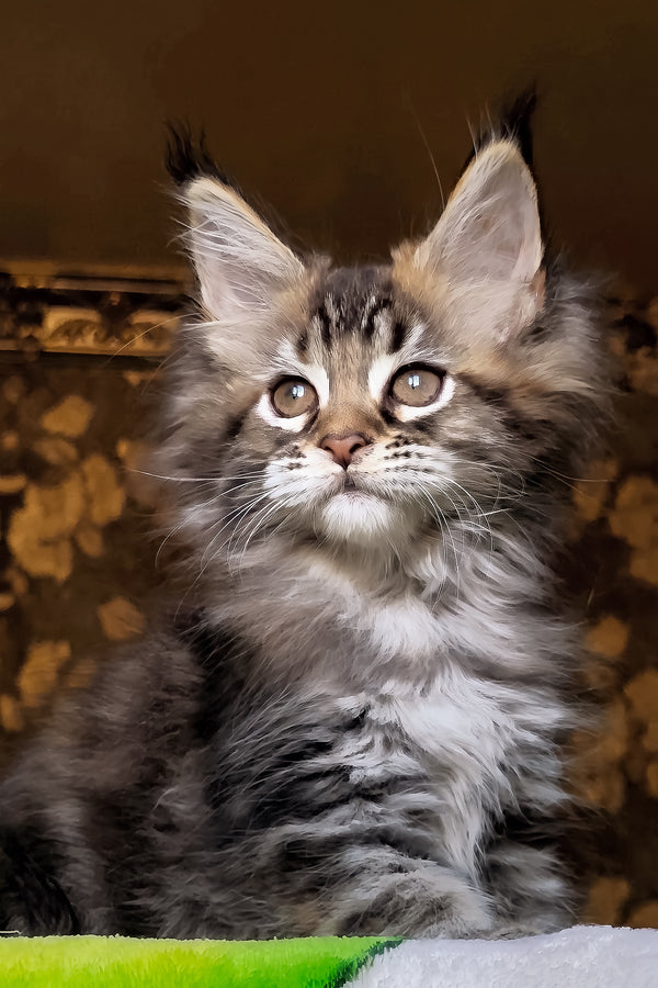 Iriska | Maine Coon Kitten
