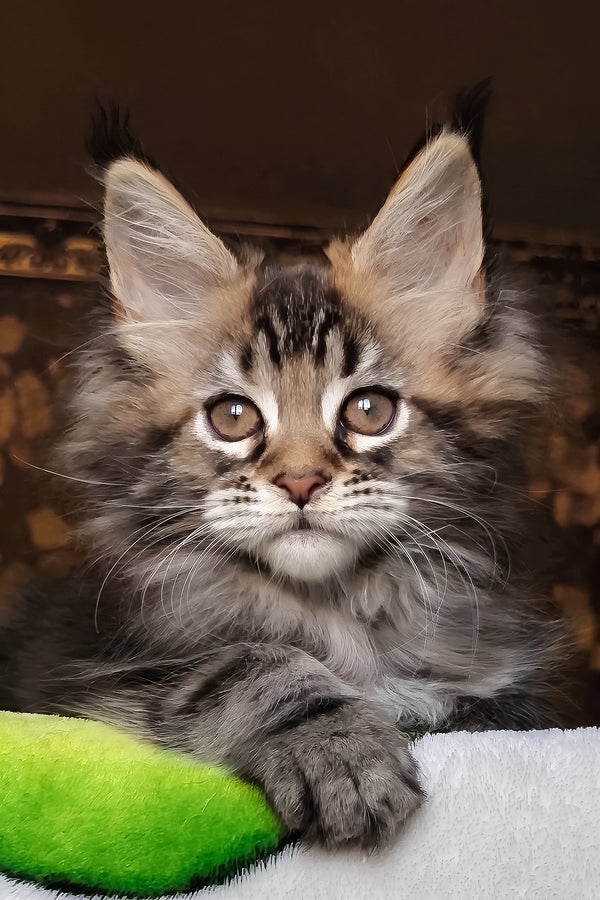 Iriska | Maine Coon Kitten