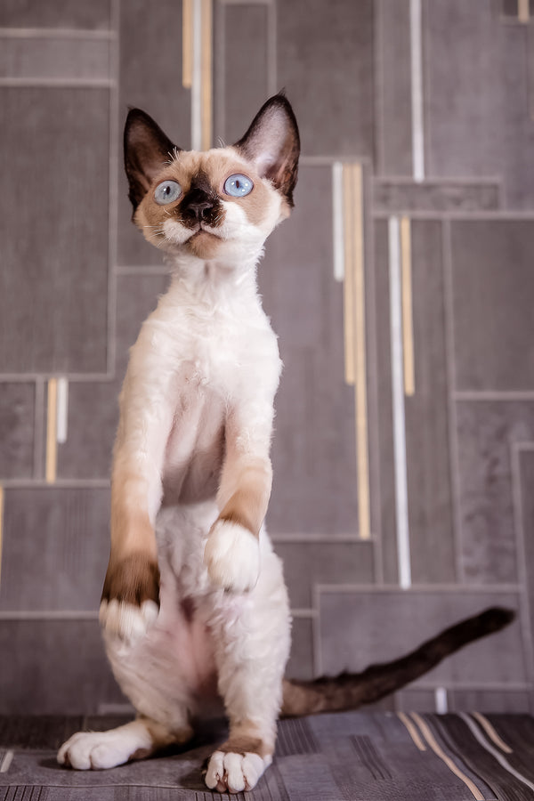 Iriska | Devon Rex Kitten