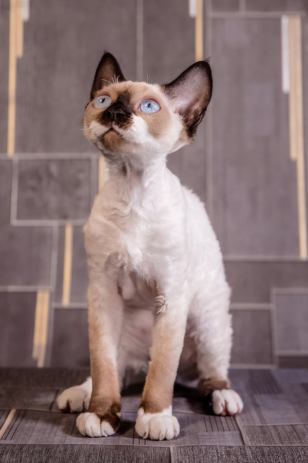Iriska | Devon Rex Kitten