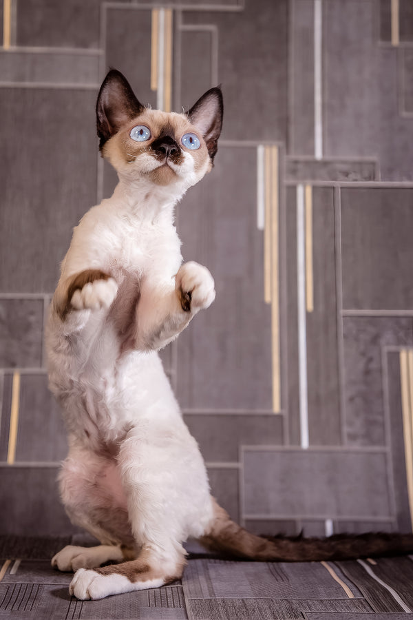 Iriska | Devon Rex Kitten
