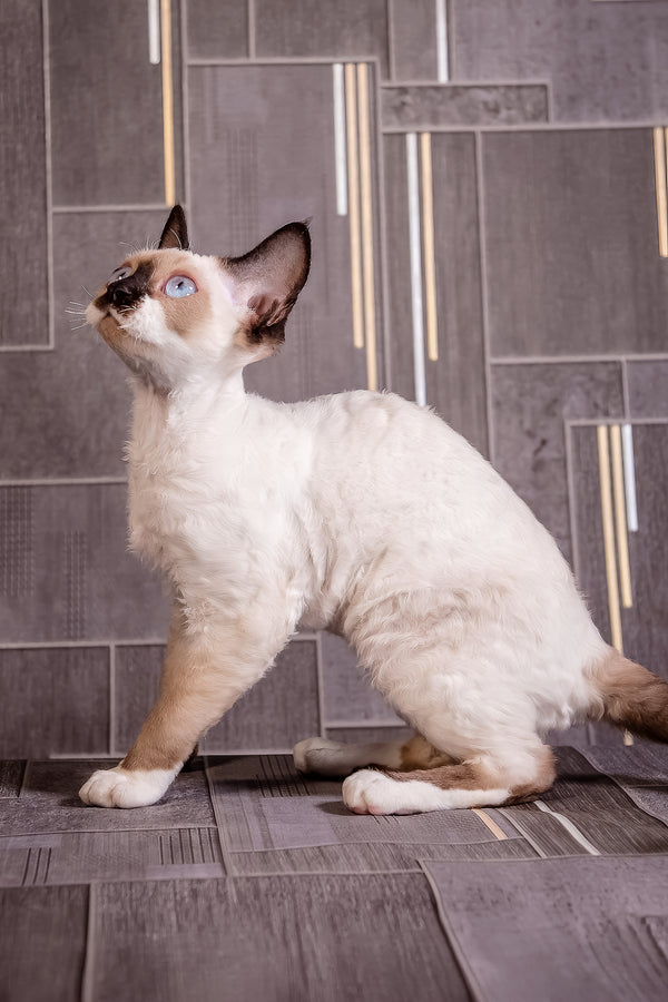 Iriska | Devon Rex Kitten