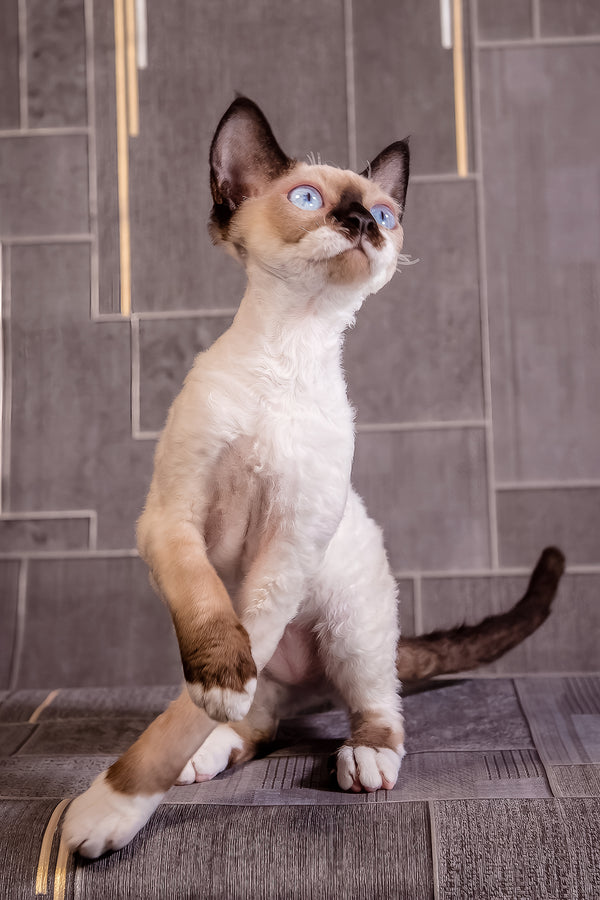Iriska | Devon Rex Kitten