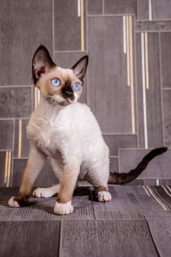 Iriska | Devon Rex Kitten