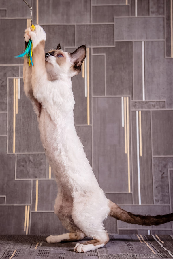 Iriska | Devon Rex Kitten