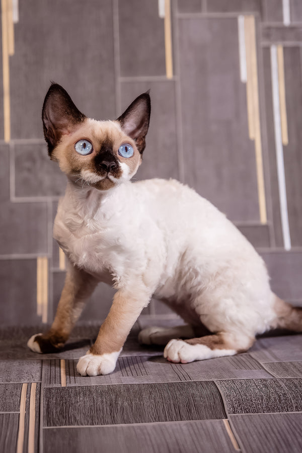 Iriska | Devon Rex Kitten
