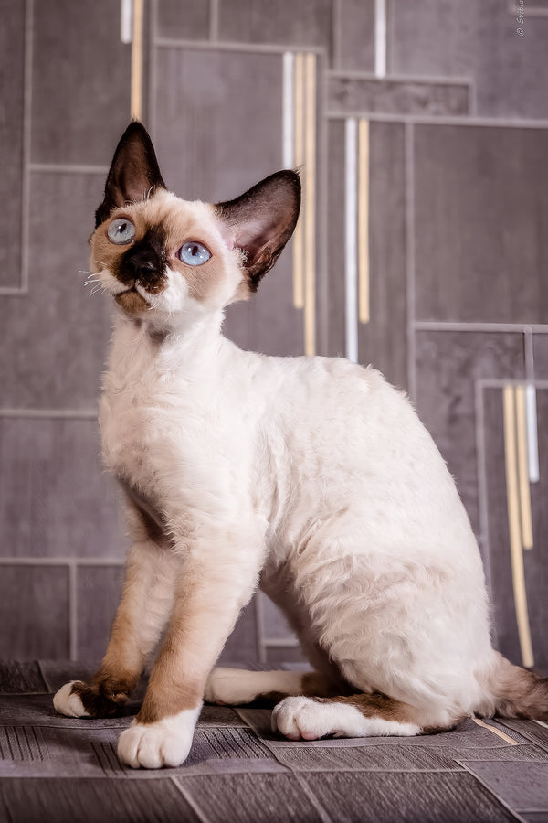 Iriska | Devon Rex Kitten
