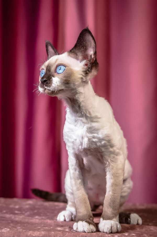 Iriska | Devon Rex Kitten