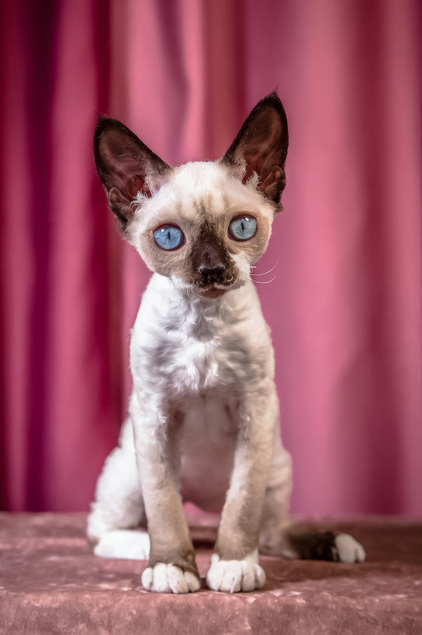 Iriska | Devon Rex Kitten