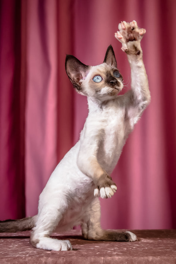 Iriska | Devon Rex Kitten