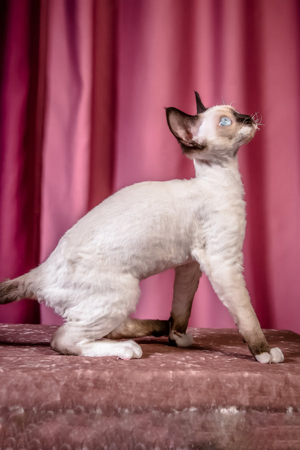 Iriska | Devon Rex Kitten