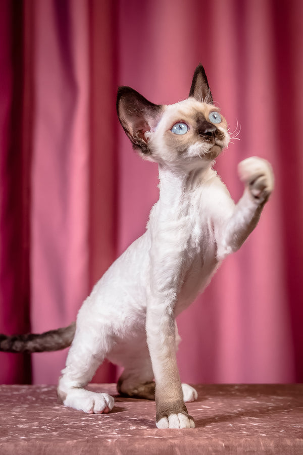 Iriska | Devon Rex Kitten