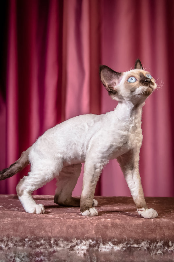 Iriska | Devon Rex Kitten