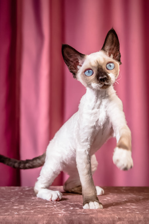 Iriska | Devon Rex Kitten