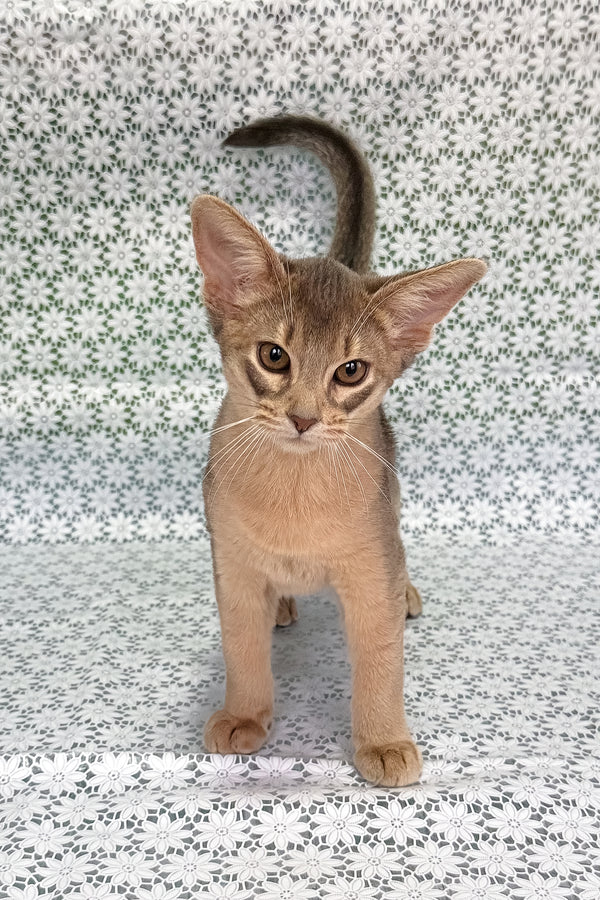 Iron | Abyssinian Kitten