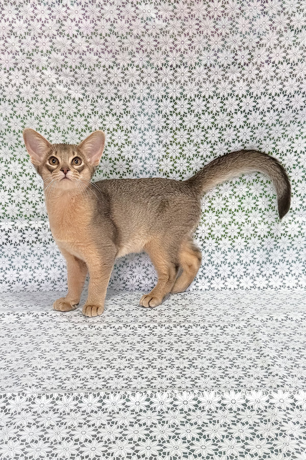 Iron | Abyssinian Kitten
