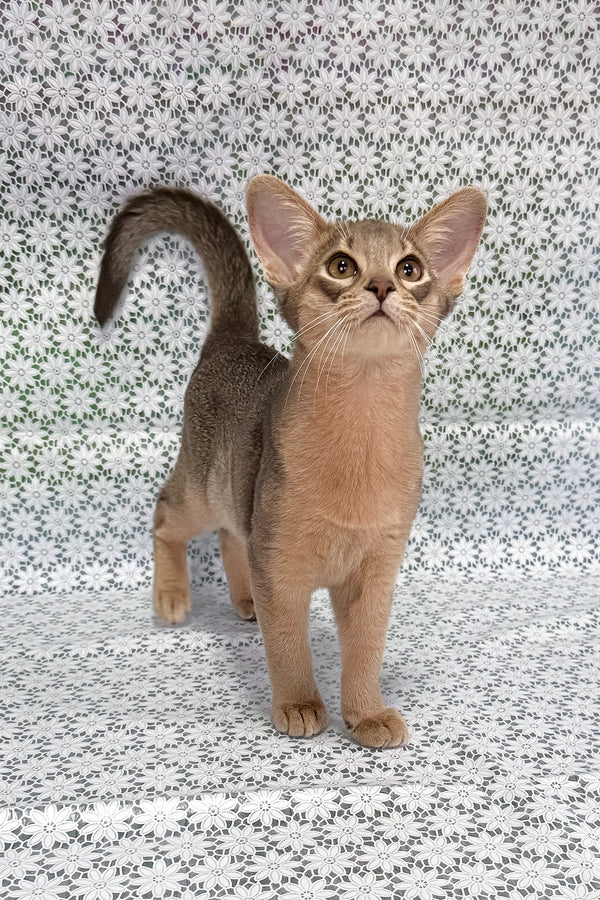 Iron | Abyssinian Kitten